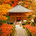 紅葉が楽しめる庭園、寺・神社おすすめスポット