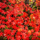 飛騨・高山で今が見頃の紅葉スポットおすすめ2選